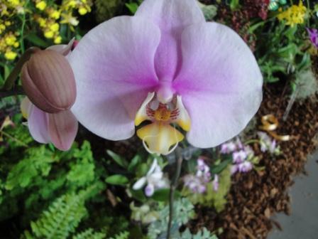 Purple Orchid in Hilo